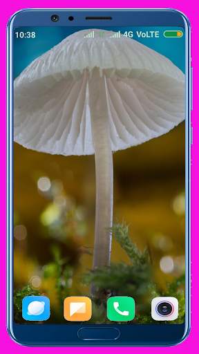 Mushroom HD Wallpaper screenshot 4