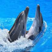 ikon Dolphins Digital Clock