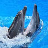 Dolphins Digital Clock