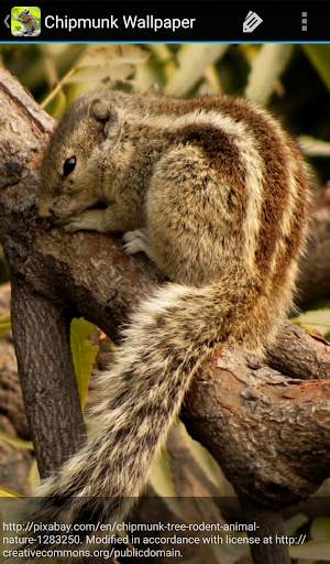 Chipmunk Wallpaper screenshot 5