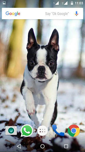 Bulldog Wallpaper HD screenshot 2