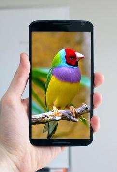 Bird Wallpaper HD screenshot 6