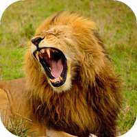 Lion Wallpapers HD (backgrounds & themes) on 9Apps