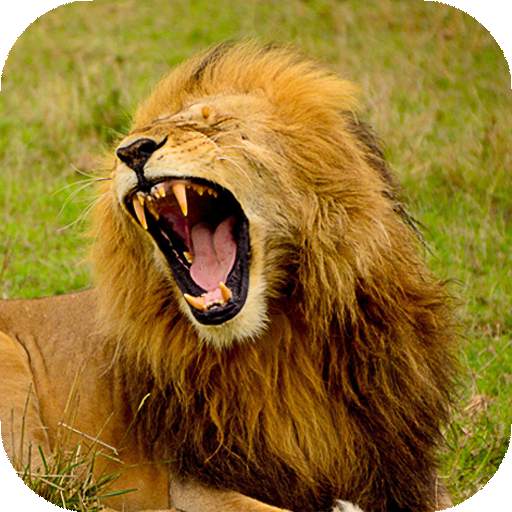 Lion Wallpapers HD (backgrounds & themes) 16.0
