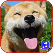 Animal Sounds Ringtones 1.0