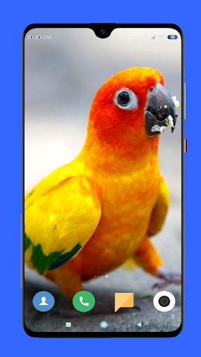 Parrot Wallpaper HD screenshot 1