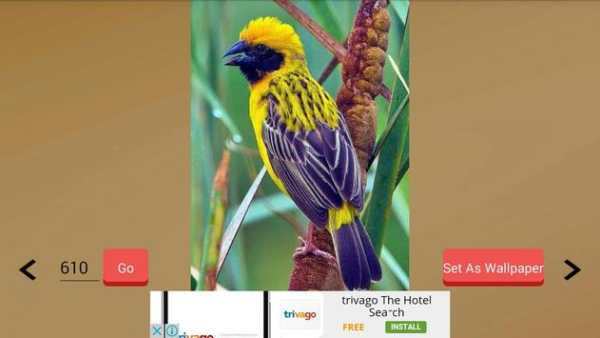 1000  Birds Wallpapers screenshot 9