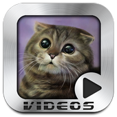 Funny Cats Video Collection icon