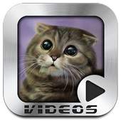 Funny Cats Video Collection 1.0