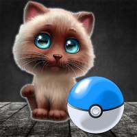 Catch cat! AR game