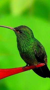 Beautiful Birds Wallpapers HD screenshot 14