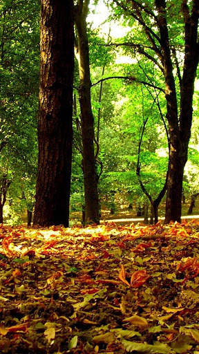 Autumn Wallpapers HD & 4k Backgrounds screenshot 5