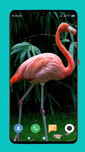 Flamingo wallpaper 4K screenshot 4