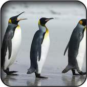 Penguin wallpapers 60