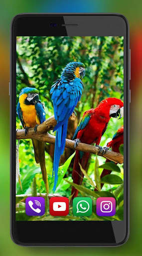 Tropic Parrot Live Wallpaper screenshot 6