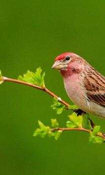 Birds Live Wallperpers स्क्रीनशॉट 3