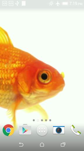 Goldfish Live Wallpaper screenshot 1