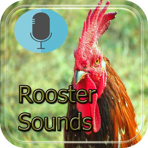 canzone del gallo 1.0.5