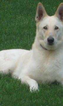 German Shepards Wallpapers screenshot 2