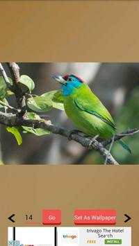1000  Birds Wallpapers screenshot 4
