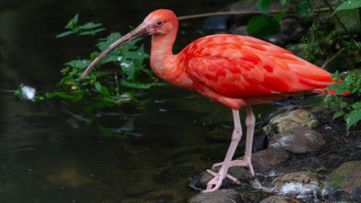 Birds Jigsaw Puzzle स्क्रीनशॉट 2