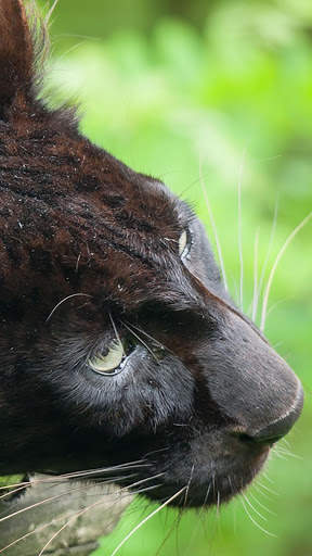 Panther Wallpapers: backgrounds hd screenshot 8