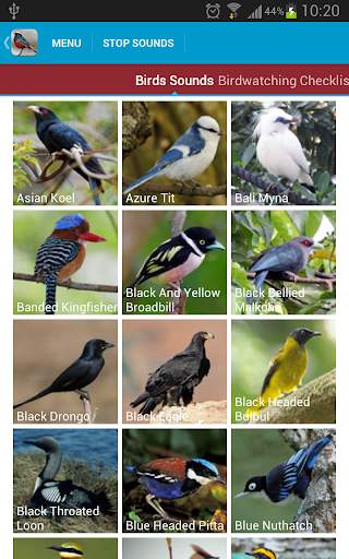 Asian Birds Sounds Free screenshot 2