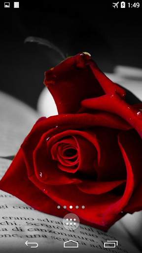 Red Rose 4K Live Wallpaper screenshot 4
