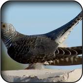 Cuckoo Wallpapers 5.0