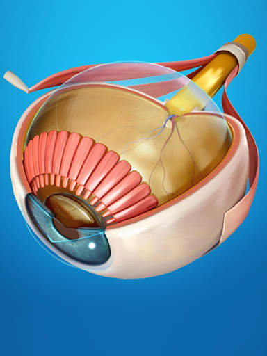 My Eye Anatomy screenshot 1