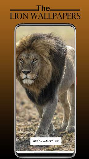 Lion Wallpaper Full HD - Sher Ka Photo Wallpaper screenshot 7