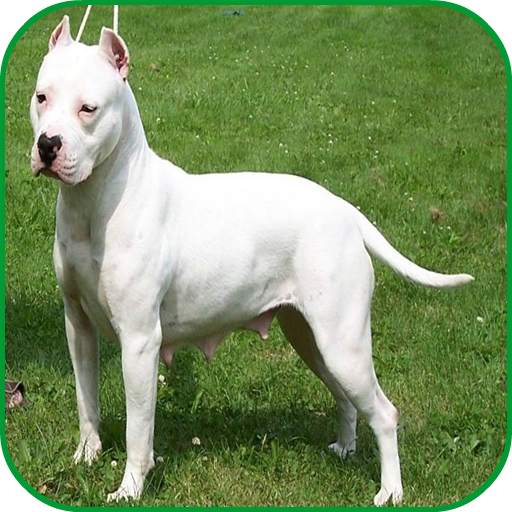 Pitbull Images 1.0