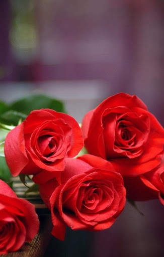 Rose Wallpaper screenshot 2