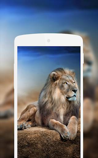 Lion Wallpaper screenshot 5