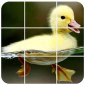 Birds Puzzle 1.5