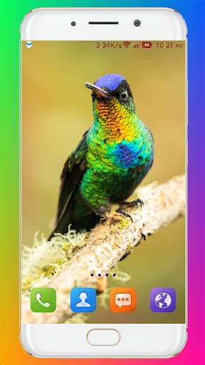 Bird Wallpaper HD screenshot 4