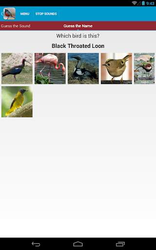 Asian Birds Sounds Free screenshot 14