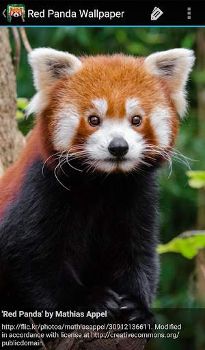 Red Panda Wallpaper screenshot 7
