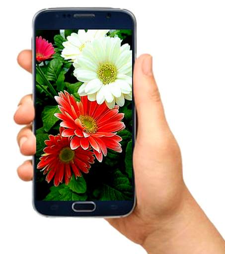 flower wallpaper screenshot 4