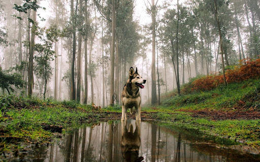 🐕 Husky Wallpapers – Cute Dog Wallpaper screenshot 11