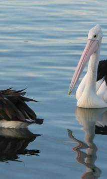 Pelican Wallpapers screenshot 3