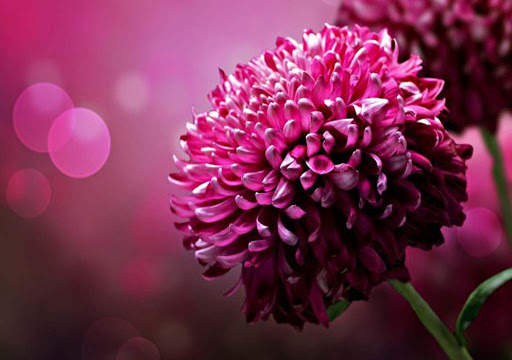 Flowers Wallpapers HD 2021 screenshot 6