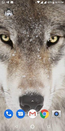 Free Wolf Wallpapers HD screenshot 10