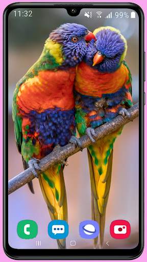 Parrots Wallpaper Best HD screenshot 3