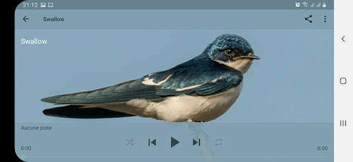 Bird Sounds screenshot 13
