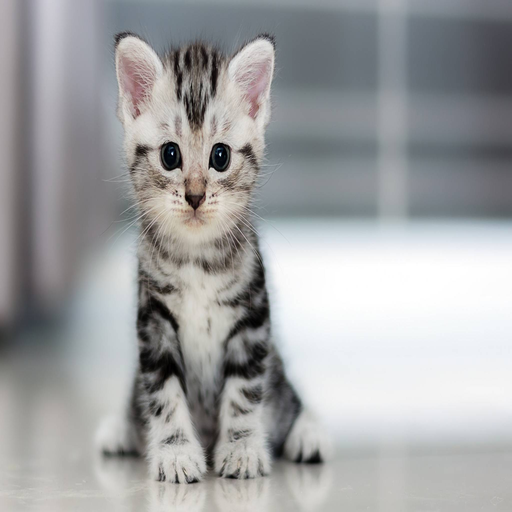 Cat Wallpapers HD icon