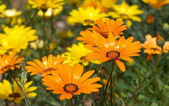 Flowers Wild HD live wallpaper screenshot 6
