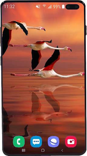 Flamingo Wallpaper HD screenshot 6