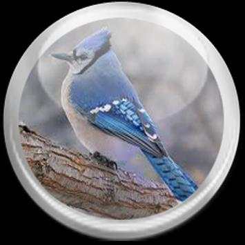 Birds Twittes स्क्रीनशॉट 2