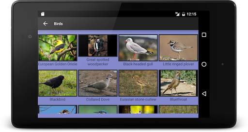 104 Birds Quiz screenshot 12